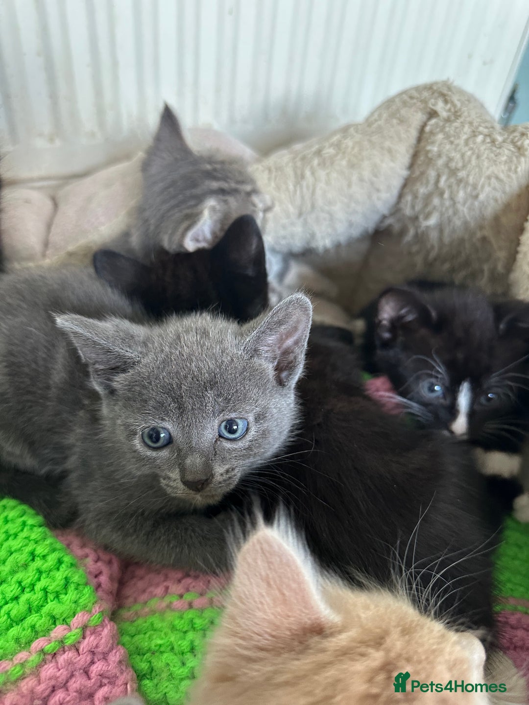 Mixed Breed cats for sale: Beautiful litter off kittens  - Image 24