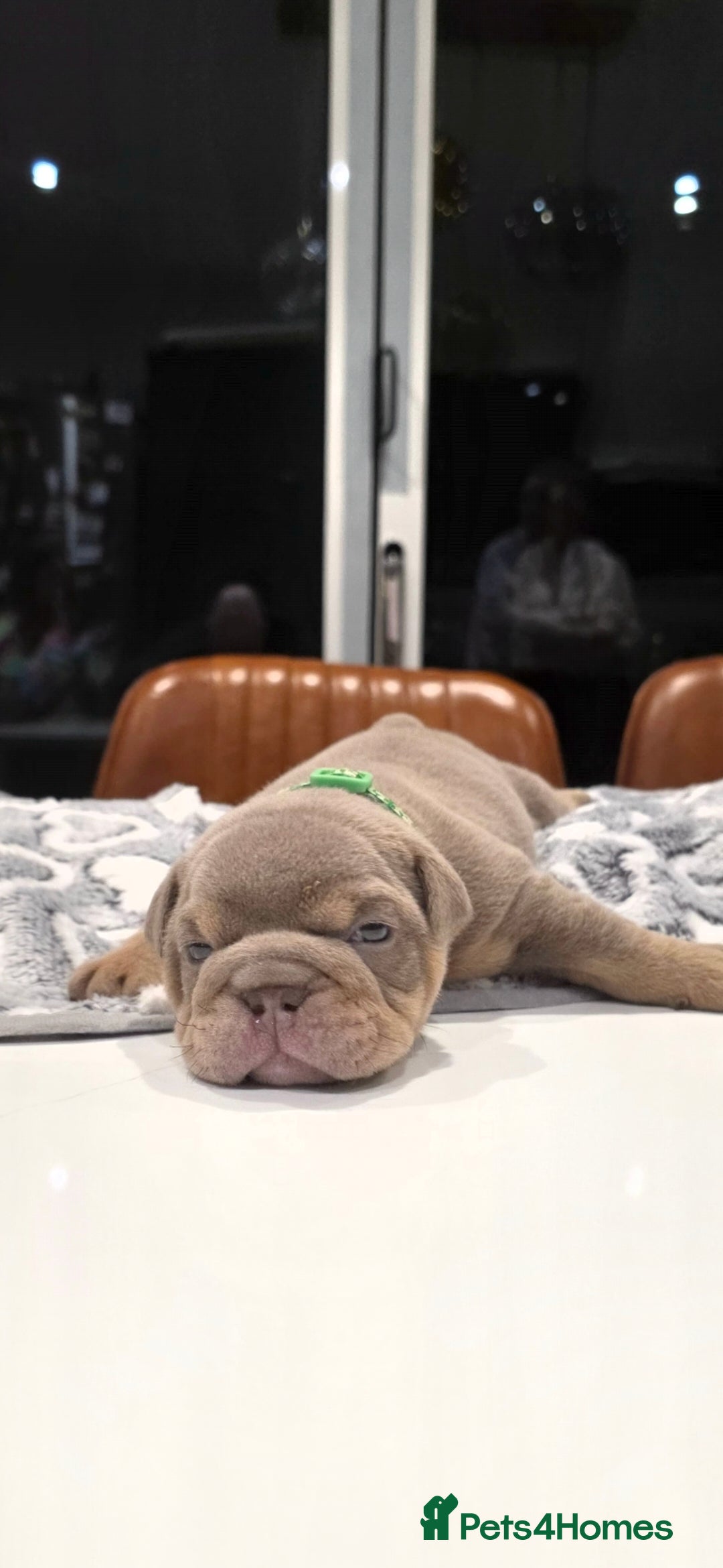 English Bulldog dogs for sale: Lilac/tan/ white English Bulldogs. 5 males. - Advert 16