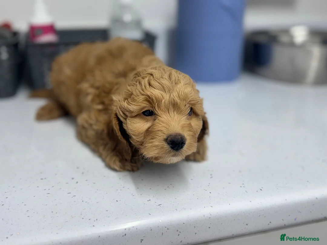 Cockapoo dogs for sale: Beautiful Cocker Poo Puppies  in Wolverhampton - Advert 8