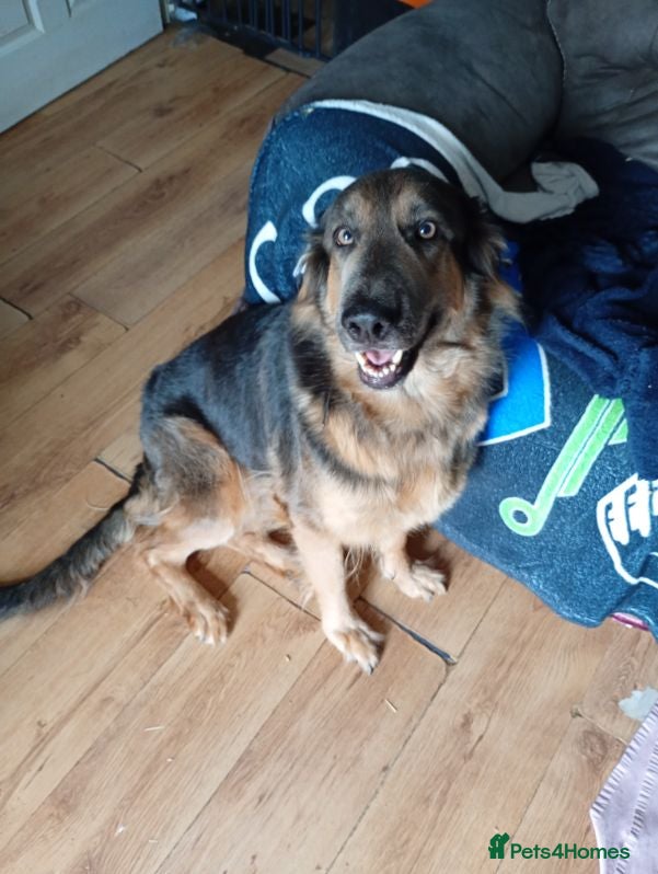 German Shepherd dogs FOREVER HOME WANTED FOR LUNA  - Advert 15