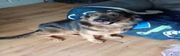 German Shepherd dogs for sale: FOREVER HOME WANTED FOR LUNA  - Advert 1