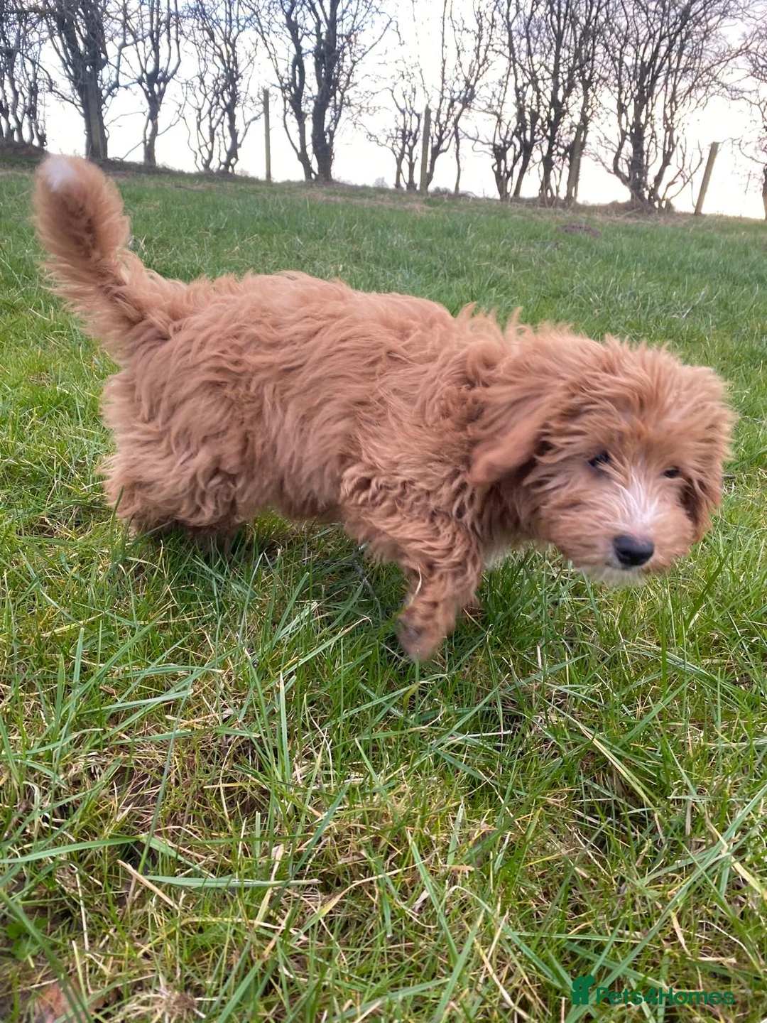 Cockapoo dogs for sale: F2B cockapoo puppies  - Advert 17