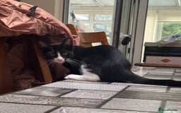 Mixed Breed cats for sale: Tuxedo/tabby mix bread cat - Image 3