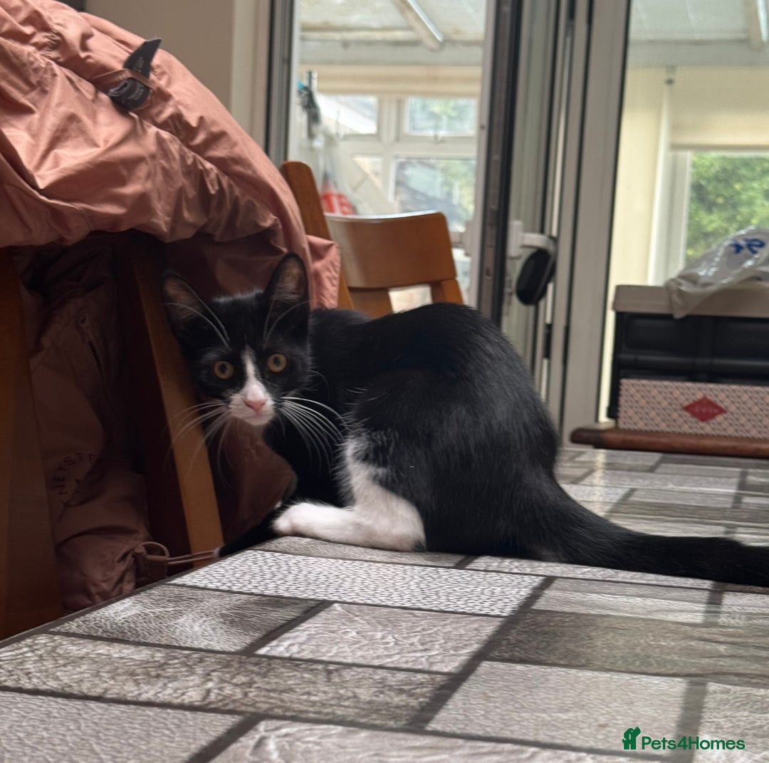 Mixed Breed cats for sale: Tuxedo/tabby mix bread cat - Image 3