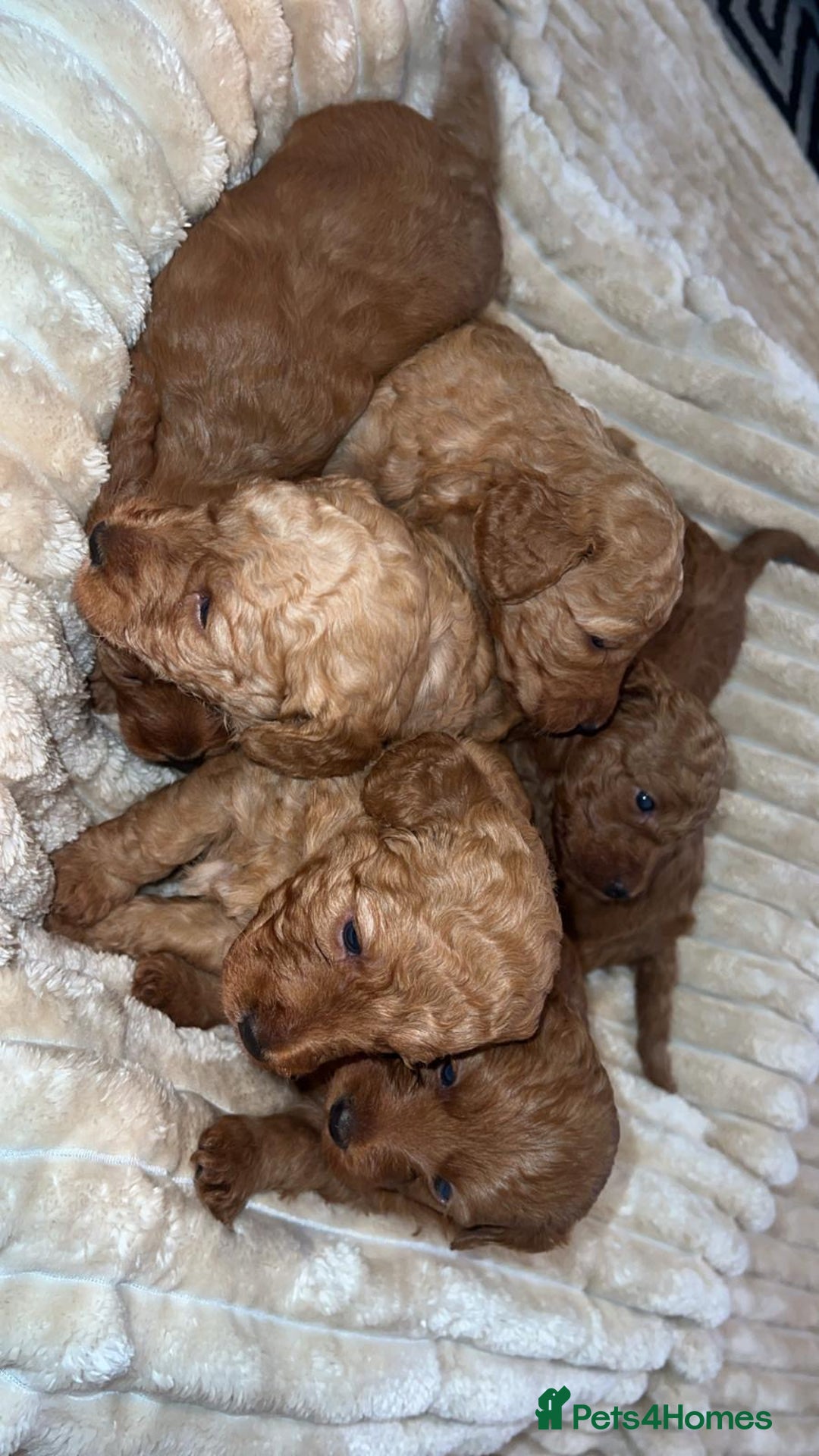 Cockapoo dogs for sale: Cockapoo puppy’s  - Image 6