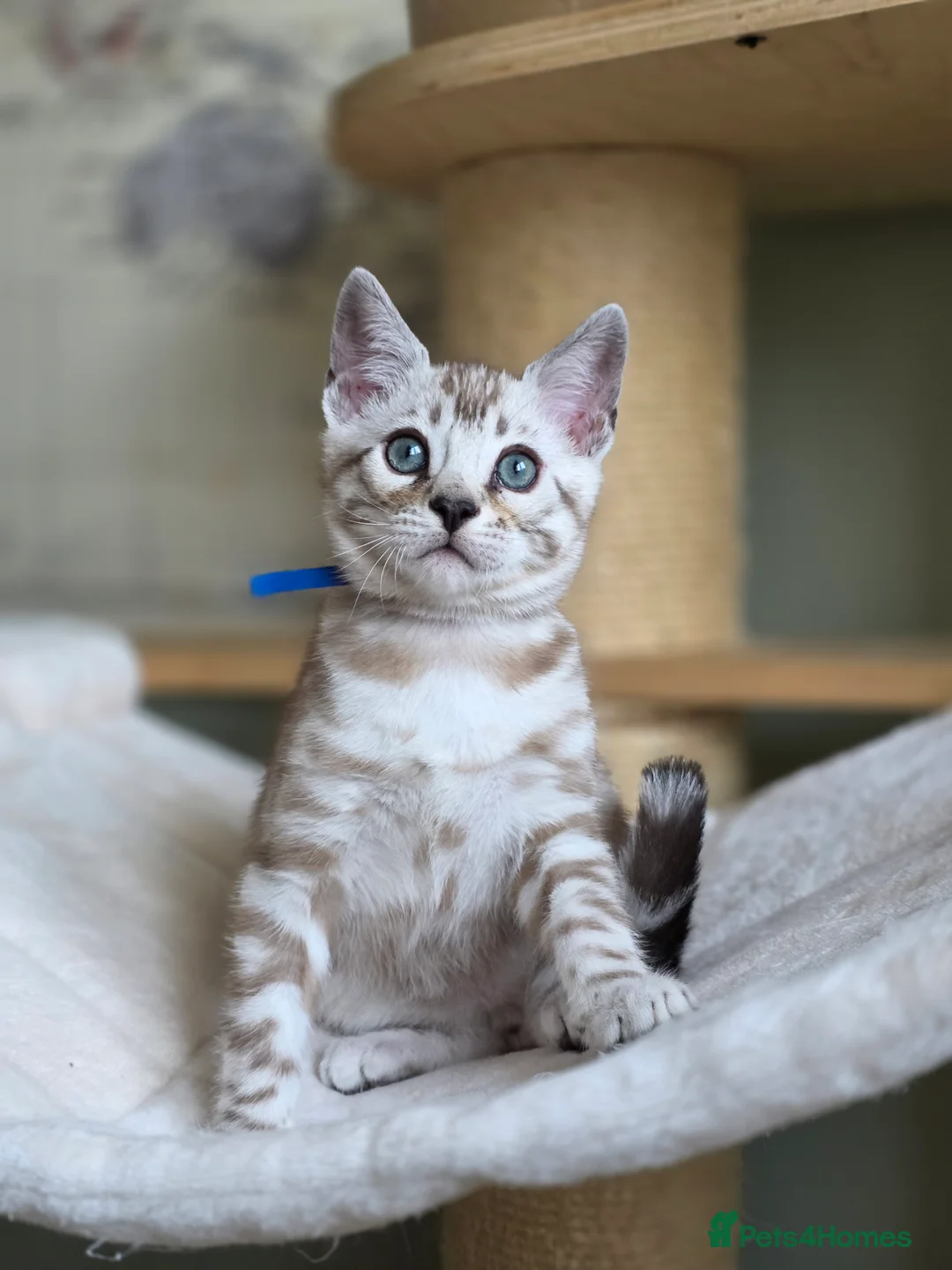 Bengal cats for sale: ❄️Outstanding Silver Snow Bengal Kittens❄️ - Advert 20
