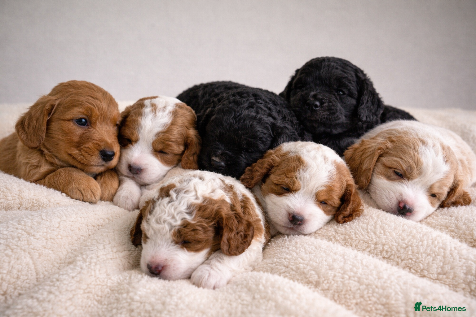 Cockapoo dogs Cockapoo puppies  - Advert 1