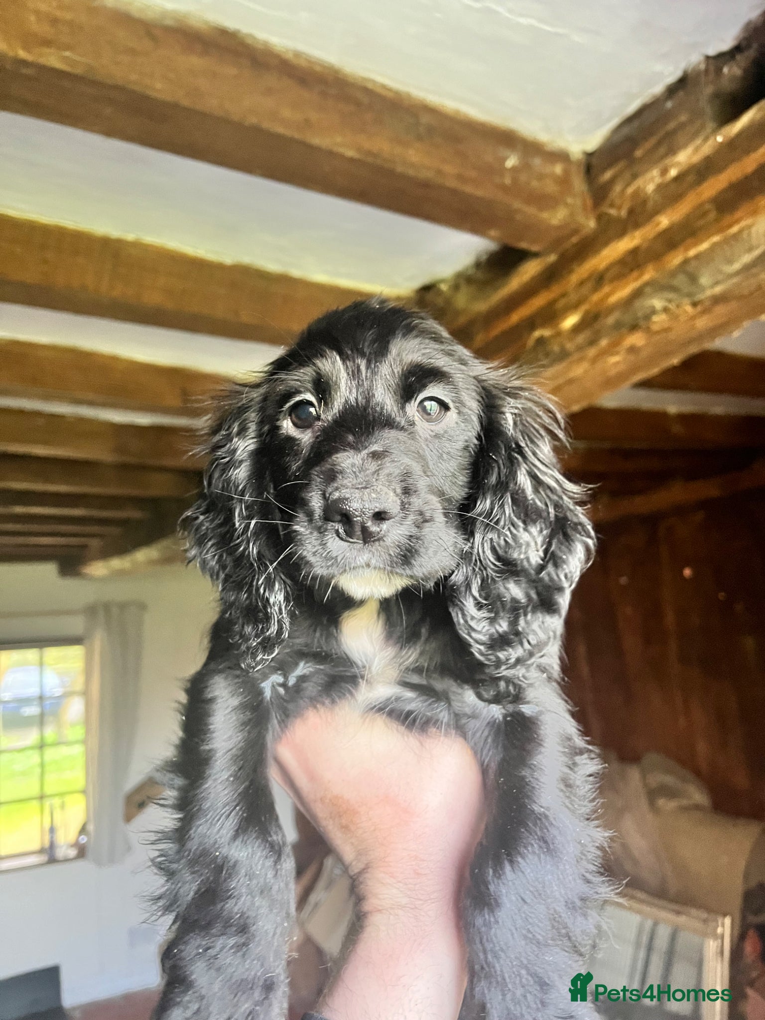 Cocker Spaniel dogs Last two beautiful boys looking for forever home - Advert 9