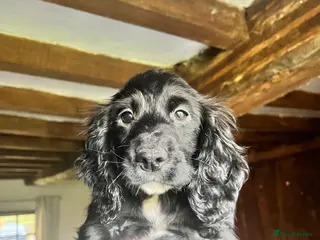 Cocker Spaniel dogs Last two beautiful boys looking for forever home - Advert 9