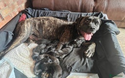 Cane Corso dogs for sale: Cane corso - Image 2