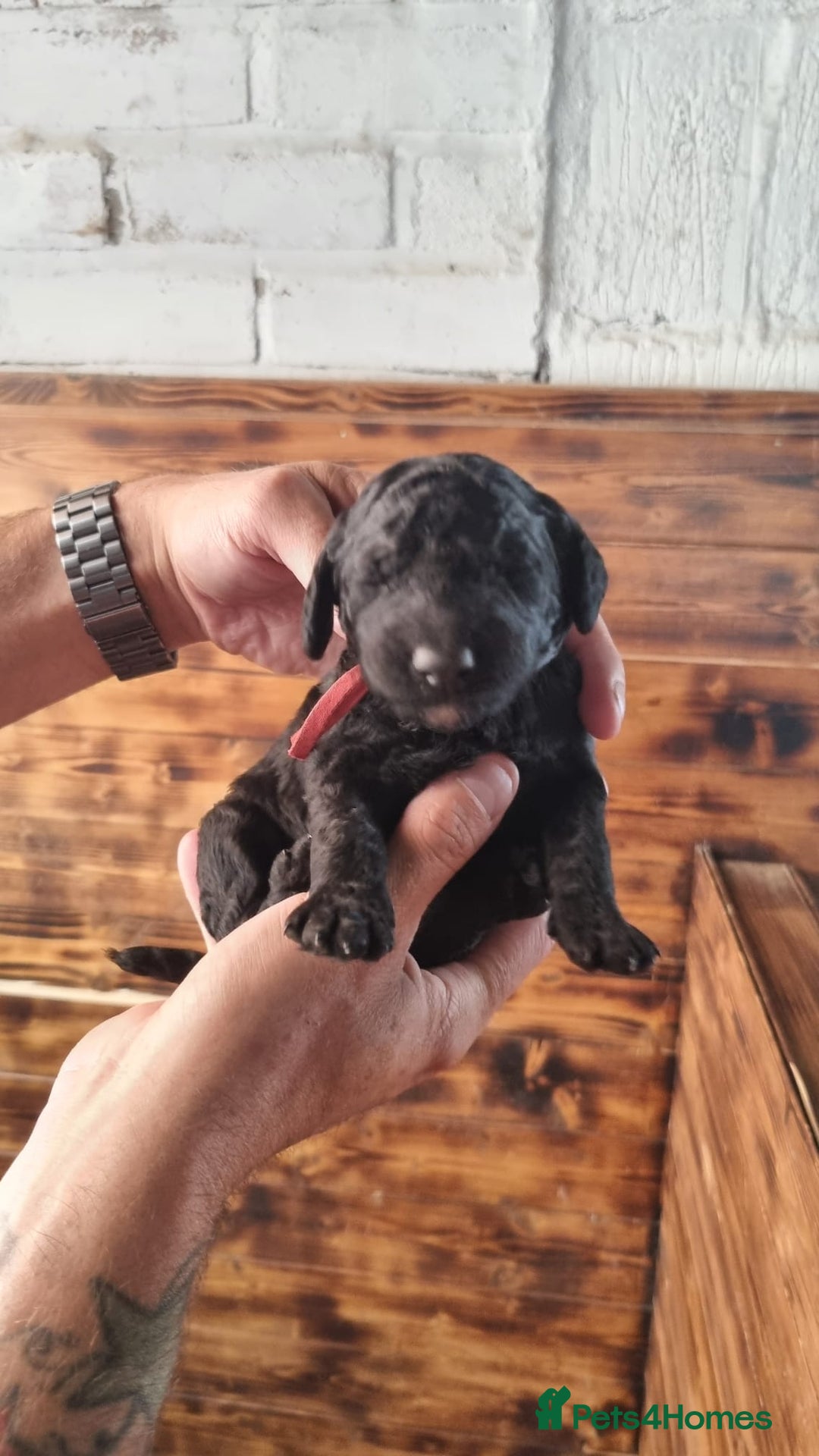 Mixed Breed dogs for sale: Moyen Poodles - Image 9