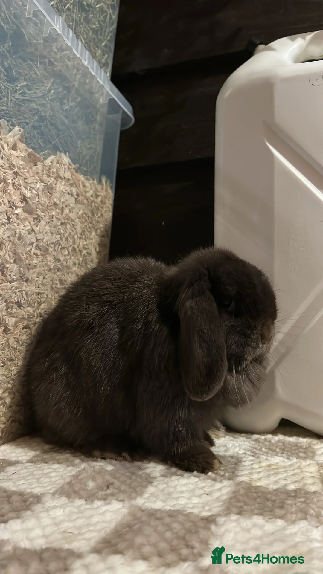 Mini Lop rabbits for sale: Miniature Lop Doe looking for her forever home 🤍 - Advert 4