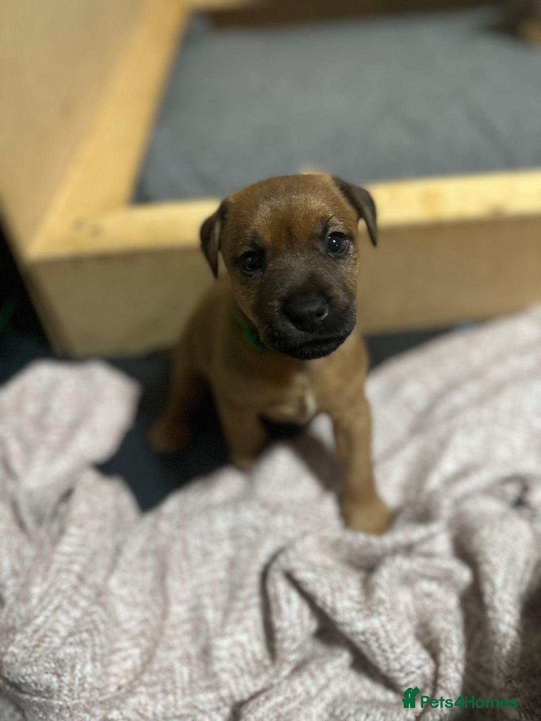 Patterdale Terrier dogs for sale: 5 Gorgeous Patterdale Puppies  - Advert 7