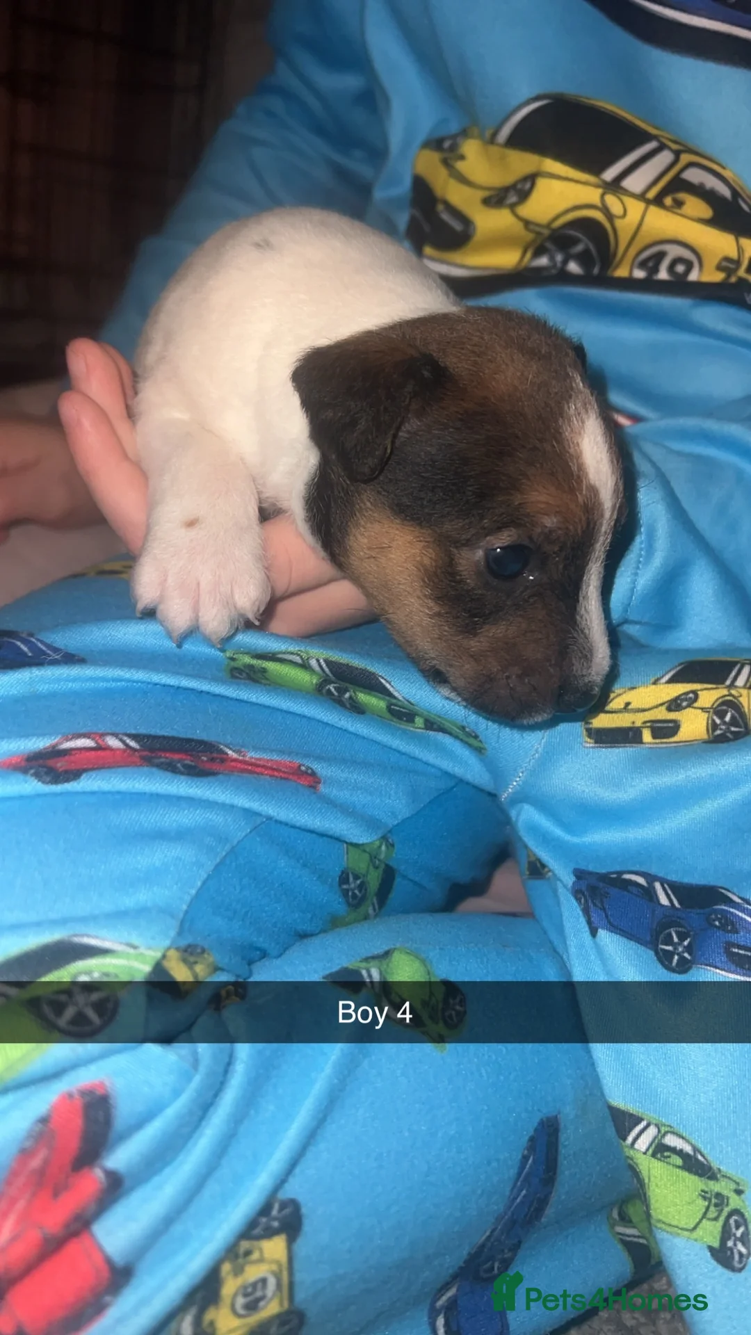 Parson Russell dogs for sale: Parson Russell Terriers  - Advert 5