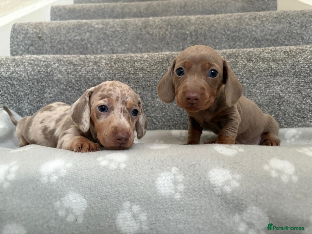 Dachshund dogs for sale: Dachshunds - Image 16