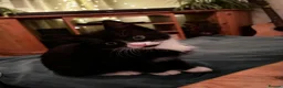 Mixed Breed cats for sale: 4 kittens - 2 male, 2 female  - Advert 11