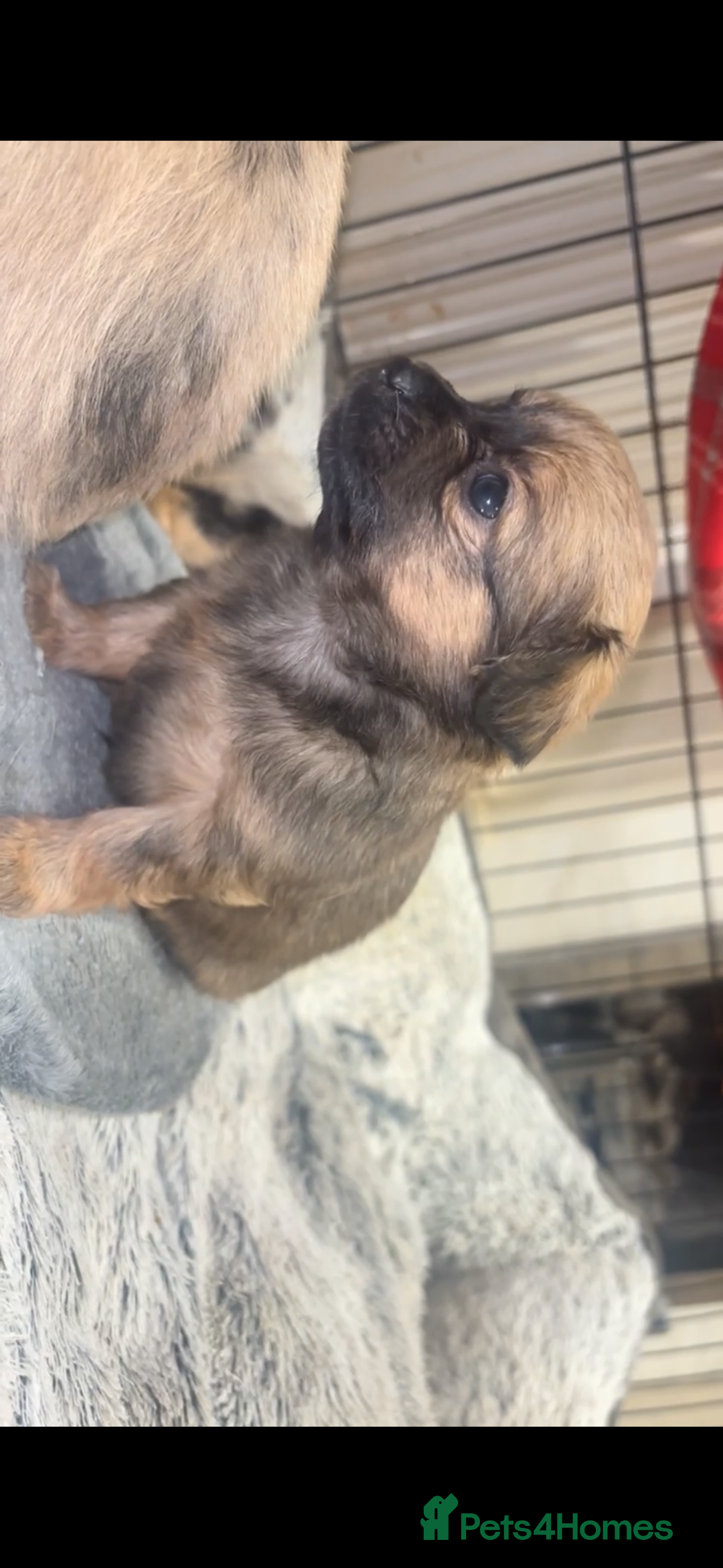 Chihuahua dogs for sale: MERLE CHIHUAHUAS 🐶 2 BOYS 1 GIRL STILL AVAILABLE - Advert 22