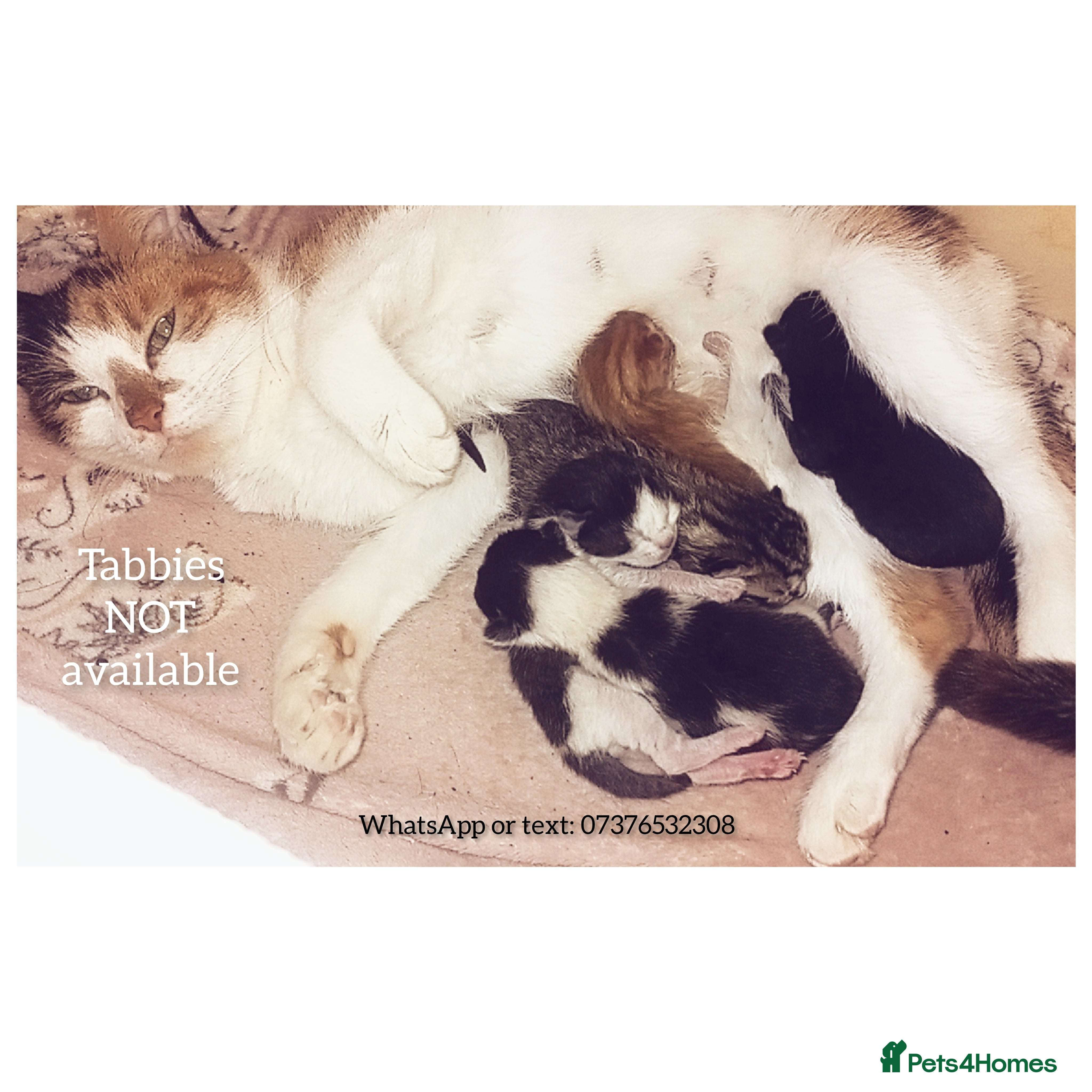 Mixed Breed cats 4 beautiful kittens - Advert 22