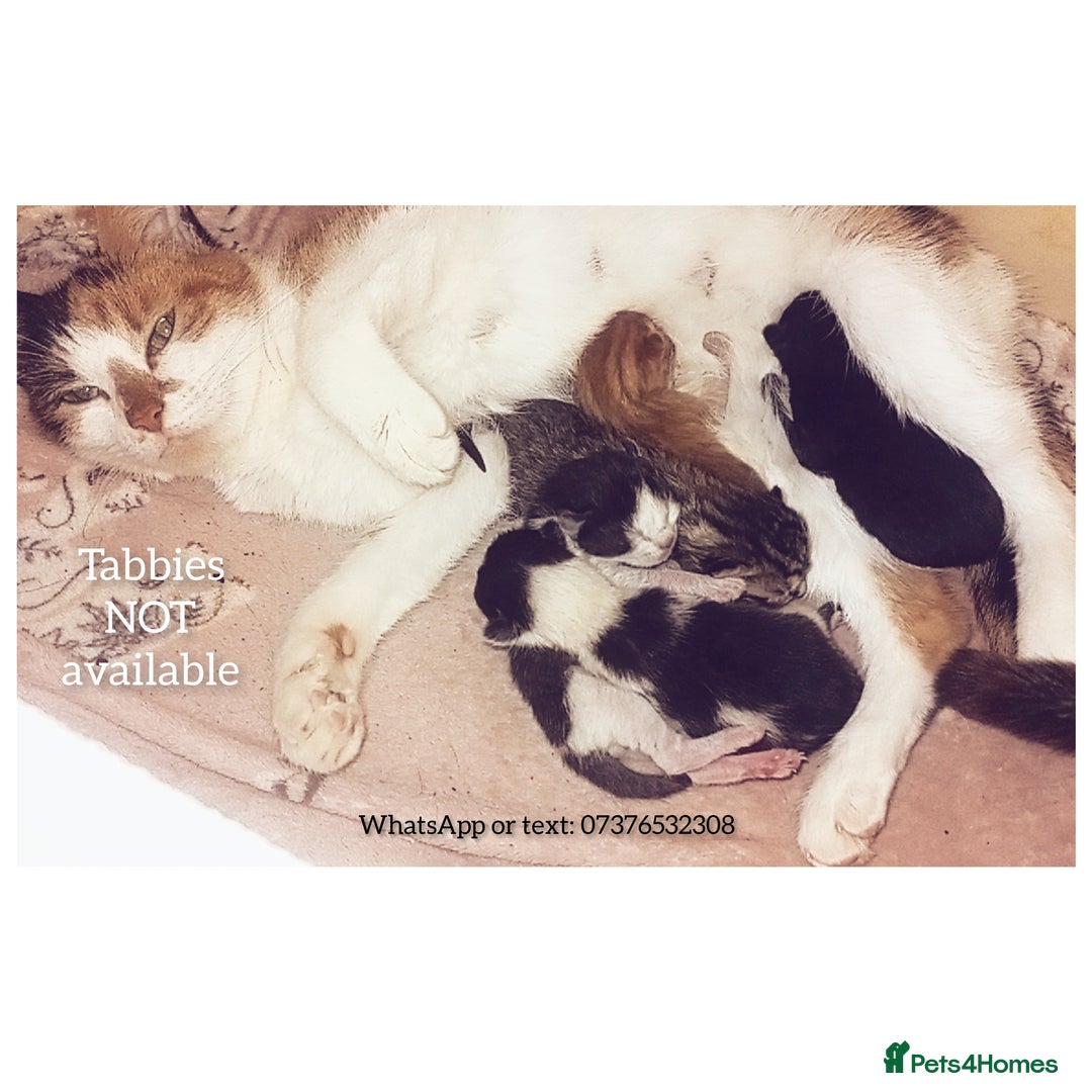 Mixed Breed cats for sale: 3 beautiful kittens - Advert 1