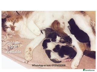 Mixed Breed cats 4 beautiful kittens - Advert 10