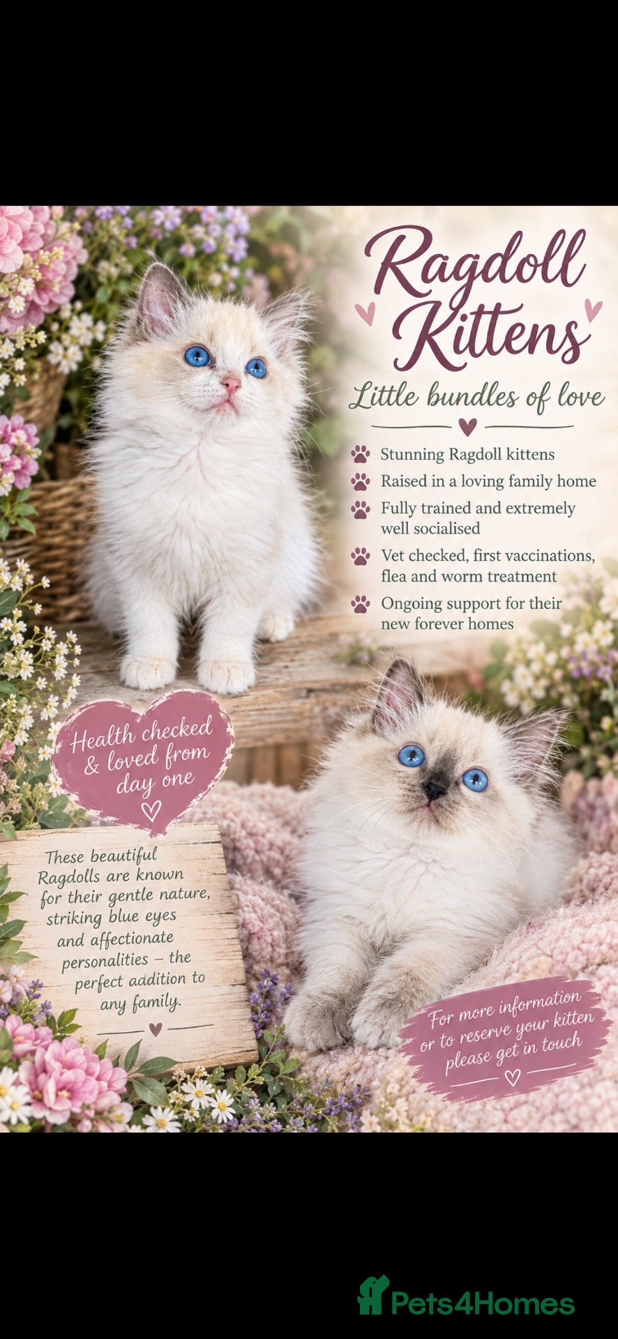 Ragdoll cats Ragdoll kittens - Advert 1