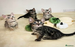 Bengal cats for sale: 🌟Bengal kittens🌟 - Image 2