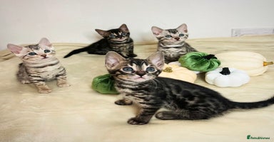 Bengal cats - Advert 6