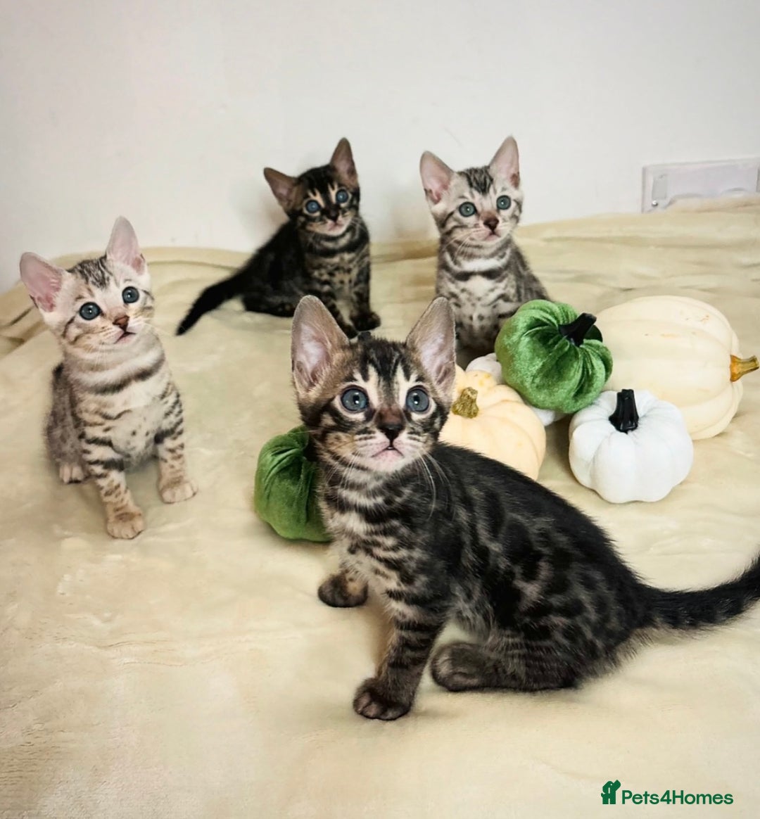 Bengal cats for sale: 🌟Bengal kittens🌟 - Image 2