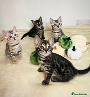 Bengal cats - Advert 11