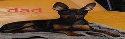 Miniature Pinscher dogs for sale: Miniature Pinscher 10 weeks - Rehome - Advert 6