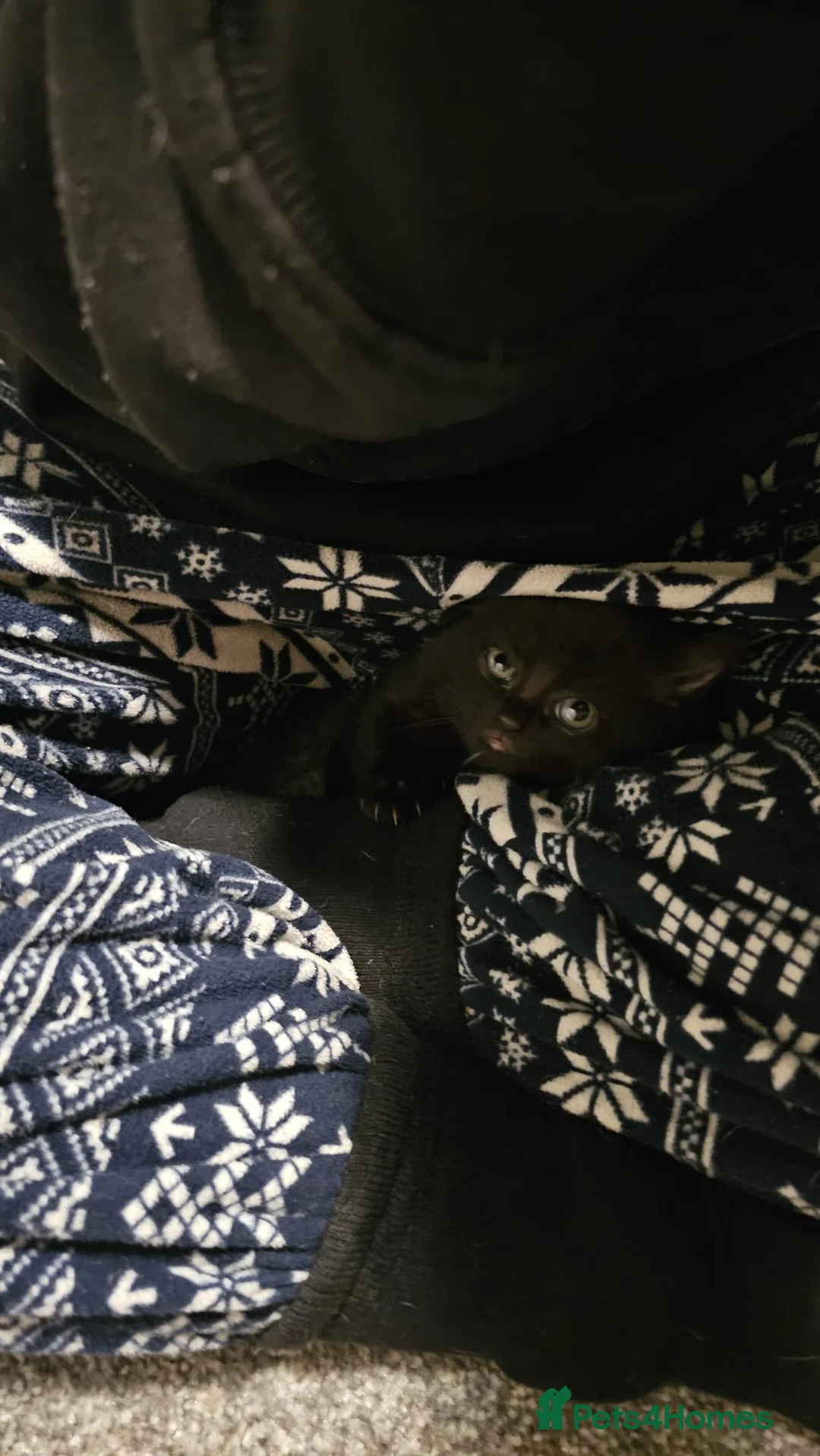 Domestic Shorthair cats for sale: Kittens for sale  - Advert 9