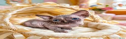 Sphynx cats for sale: STUNNING CANADIAN SPHYNX KITTENS - Advert 7