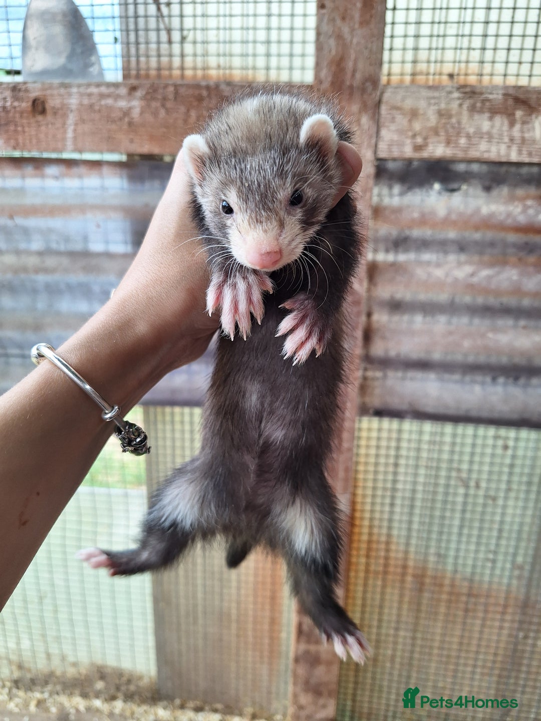 Ferret rodents for sale: Ferret kits - Image 4