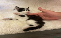 Turkish Angora cats for sale: Turkish angora kitten  - Image 10