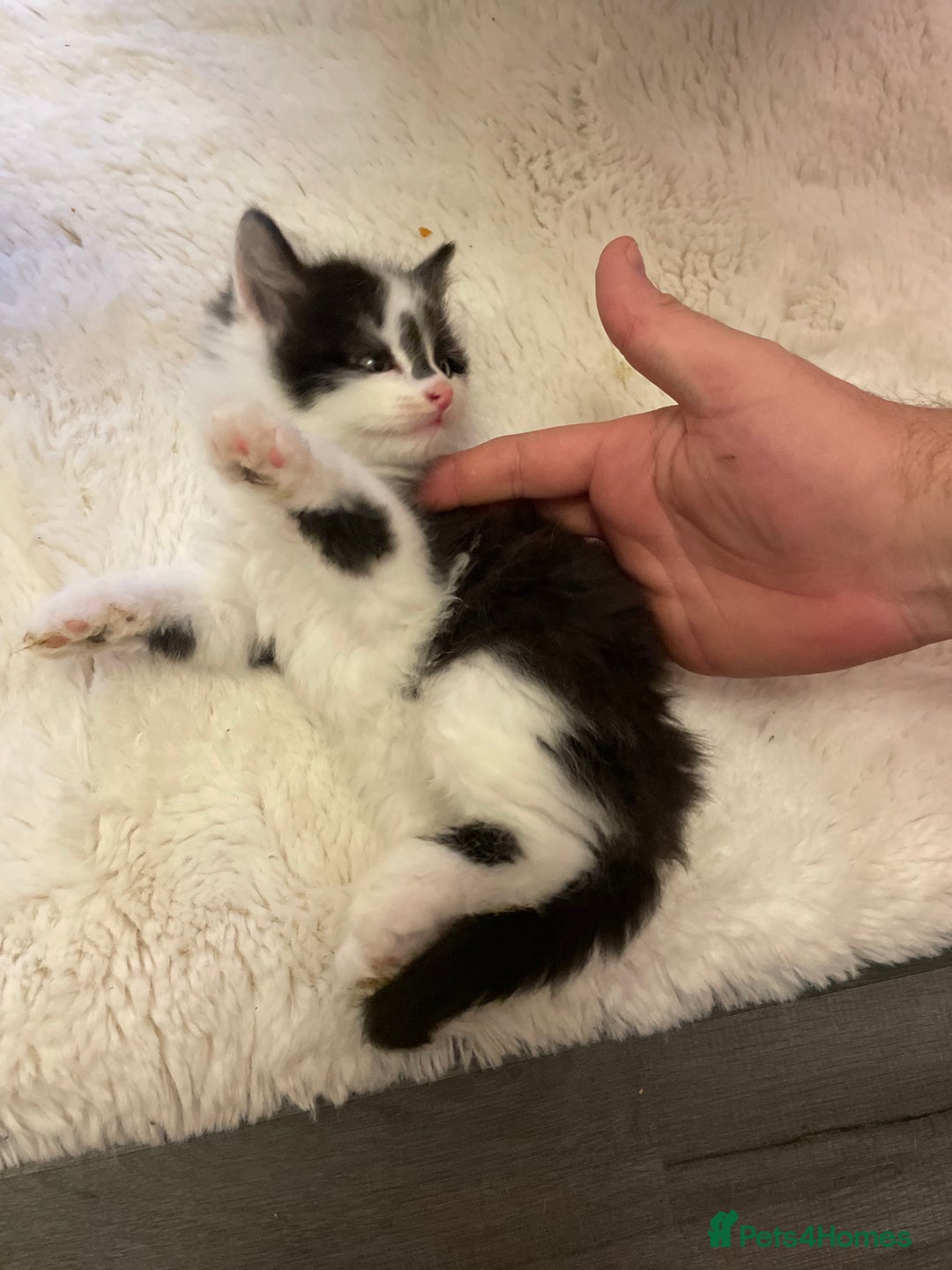 Turkish Angora cats for sale: Turkish angora kitten  - Image 10