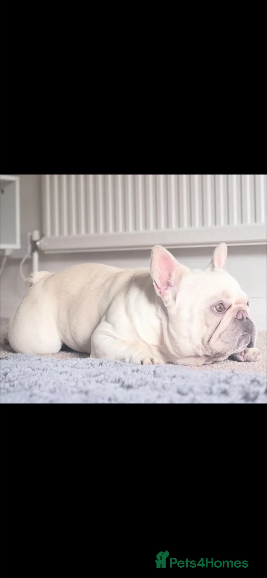 French Bulldog dogs for sale: French bulldog for rehoming  in Aberdare - Advert 2
