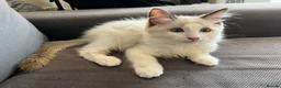 Ragdoll cats for sale: Pure ragdoll kittens for sale London - Advert 6