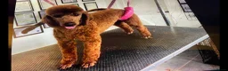 Cockapoo dogs for sale: QUALITY COCKERPOO PUPPIES ,HEALTH TESTED PARENTS - Advert 7