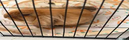 Mini Lion Lop rabbits for sale: 2 x Female Mini Lion Lop’s in Barry - Advert 15