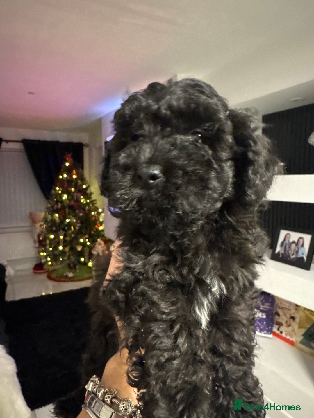 Poochon dogs for sale: poochon Pupoies  - Advert 5