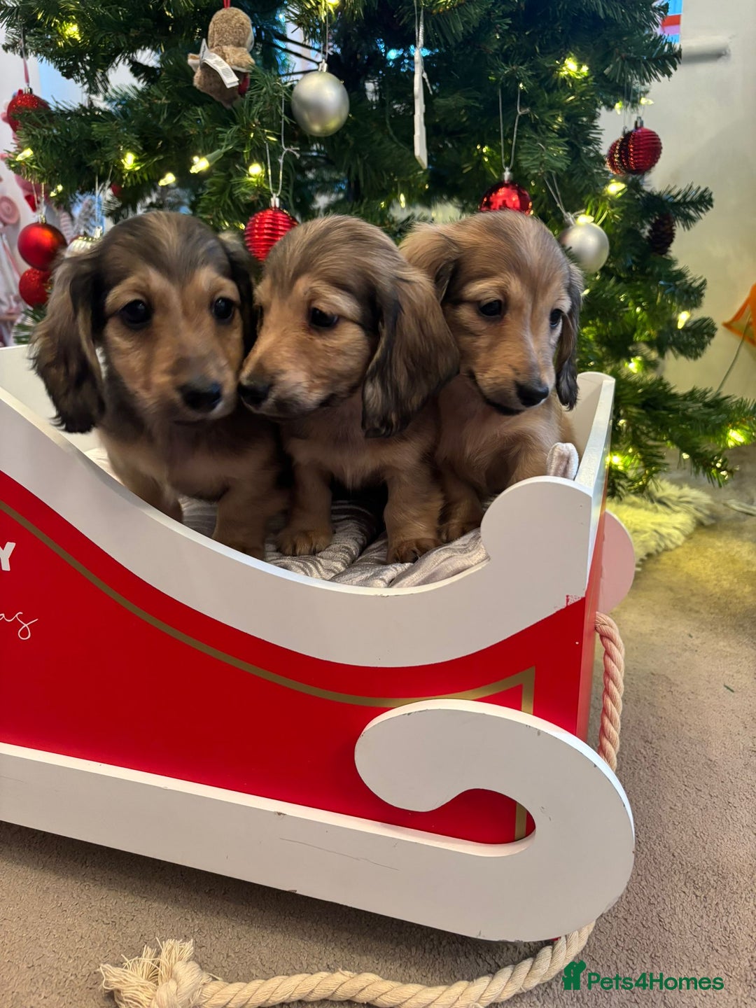 Miniature Dachshund dogs for sale: 🩷LAST GIRL🩷Shaded Cream,Long Hair,Mini Dachshund - Advert 2