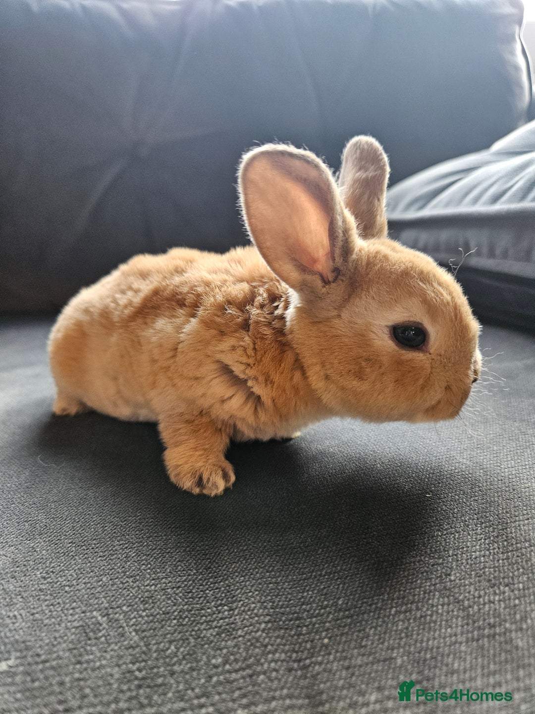 Mini Lop rabbits for sale: Red Rex x Mini Plush Lop - Advert 19