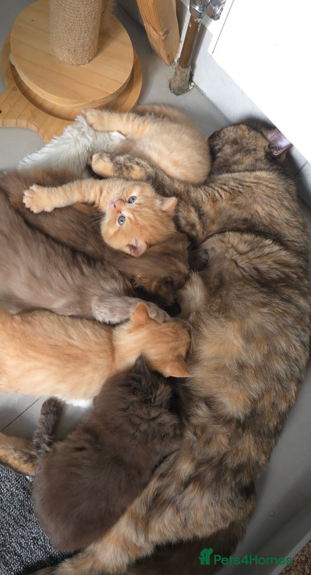 British Shorthair cats for sale: ✨ British Shorthair & Longhair Kittens Available ✨ - Advert 1