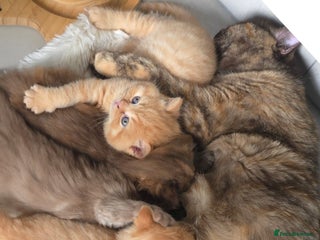 British Shorthair cats for sale: ✨ British Shorthair & Longhair Kittens Available ✨ - Advert 1