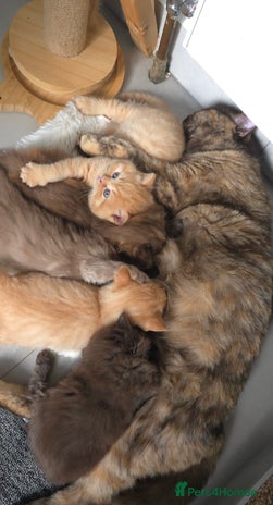 British Shorthair cats ✨ British Shorthair & Longhair Kittens Available ✨ - Advert 1