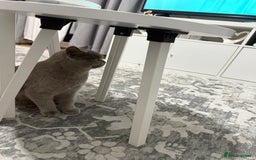 Brazilian Shorthair cats for sale: british short hair cats male  - Image 7