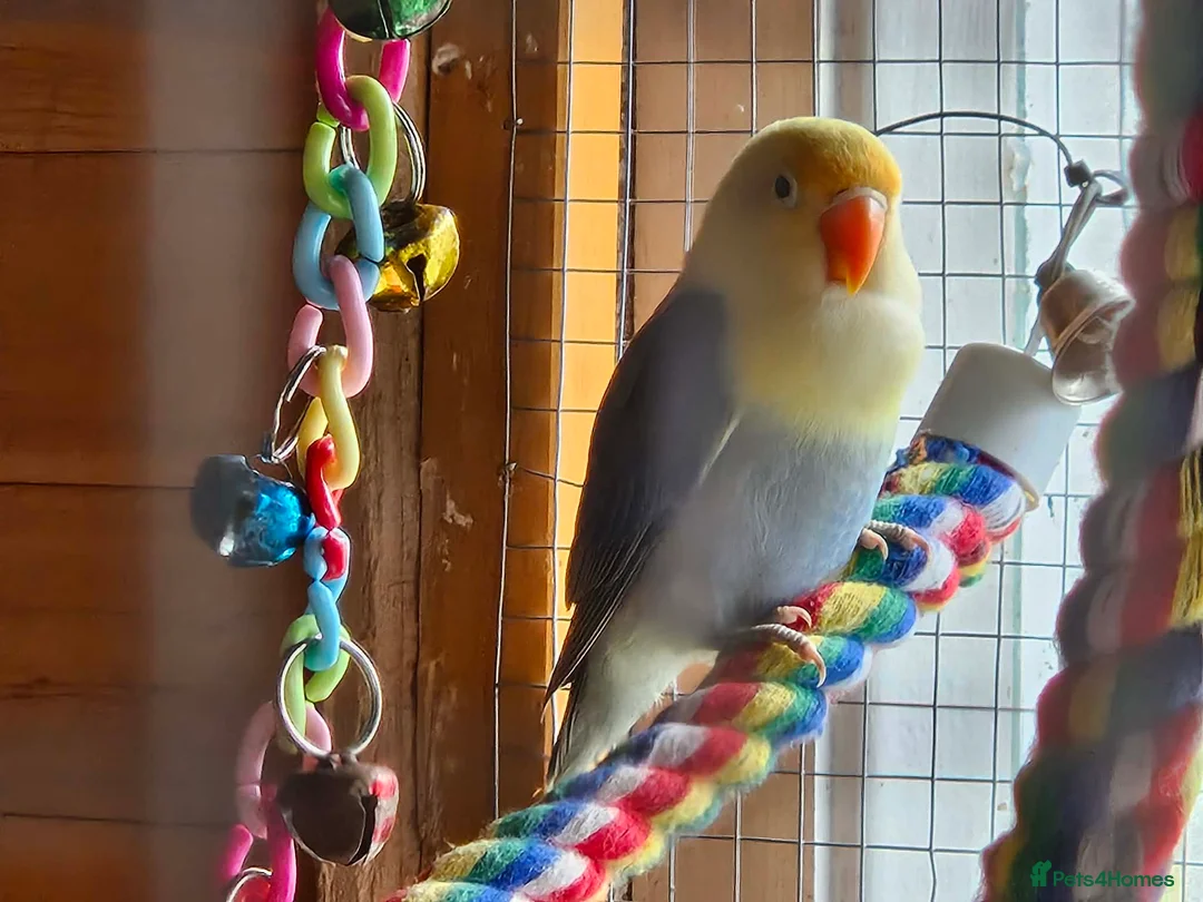 Lovebirds birds for sale: 10 week old lovebirds  - Advert 6