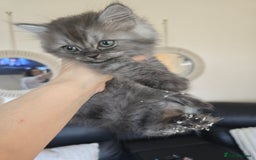 Persian cats for sale: Beautiful Persian kittens 7wks - Image 10
