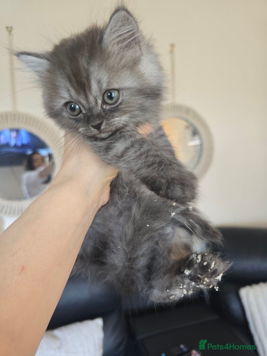 Persian cats for sale: Beautiful Persian kittens 7wks - Image 10