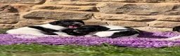 English Springer Spaniel dogs for sale: B/W PLAYFUL LITTER SPRINGER SPANIELS,HEALTH TESTED - Advert 6